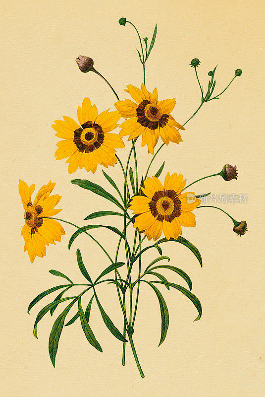Coreopsis |仿古花卉插图